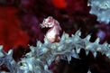 Cavalluccio pigmeo dei coralli molli (Hippocampus sp. 2)
