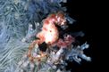 Cavalluccio pigmeo dei coralli molli (Hippocampus sp. 2)