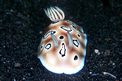 Chromodoris (Chromodoris leopardus)