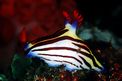 Nembrotha (Nembrotha aurea)