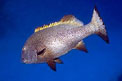 Gaterino (Plectorhinchus schotaf)