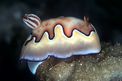 Chromodoris coi (Chromodoris coi)