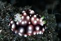 Chromodoris geometrica (Chromodoris geometrica)