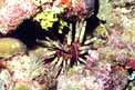 Riccio lancia (Phyllacanthus imperialis)