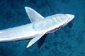 Remora (Echeneis naucrates)