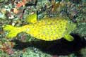 Pesce scatola cubo (Ostracion cubicus)
