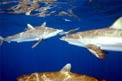 Squalo del reef caraibico (Carcharhinus perezi)