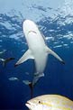 Squalo del reef caraibico (Carcharhinus perezi)