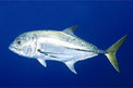 Carangide (Caranx latus)