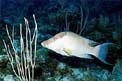 Pesce porco (Lachnolaimus maximus)