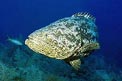 Cernia jewfish (Epinephelus itajara)