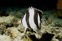 Pesce farfalla a bande (Chaetodon striatus)