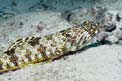 Pesce lucertola della sabbia (Synodus intermedius)