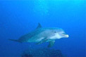 Tursiope (Tursiops truncatus)