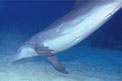 Tursiope (Tursiops truncatus)