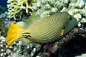 Pesce balestra striato (Balistapus undulatus)