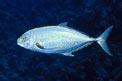 Carango dorato (Carangoides bajad)