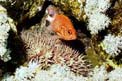 Stella corona di spine (Acanthaster planci)