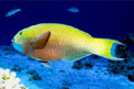 Pesce pappagallo gibboso (Scarus gibbus)
