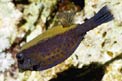 Pesce scatola a coda blu (Ostracion cyanurus)