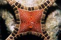 Stella marina (Iconaster longimanus)
