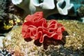 Ballerina spagnola (Hexabranchus sanguineus)