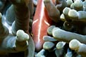 Pesce pagliaccio rosa (Amphiprion perideraion)