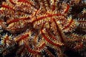 Crinoide (Oxycomanthus bennetti)