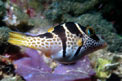 Pesce palla (Canthigaster valentini)