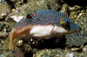 Pesce palla (Canthigaster papua)