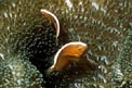 Pesce pagliaccio arancione (Amphiprion sandaracinos)