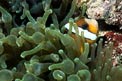 Pesce pagliaccio di barriera (Amphiprion akindynos)