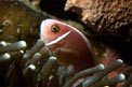 Pesce pagliaccio rosa (Amphiprion perideraion)