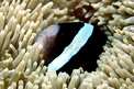 Pesce pagliaccio di Clark (Amphiprion clarkii)