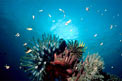 Crinoide (Oxycomanthus bennetti)