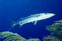 Barracuda (Sphyraena barracuda)