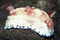 Chromodoris (Chromodoris aureopurpurea)