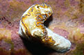 Glossodoris (Glossodoris atromarginata)