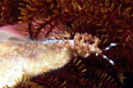 Flabellina (Flabellina bilas)