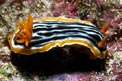 Chromodoris magnifica (Chromodoris magnifica)