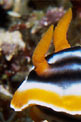 Chromodoris magnifica (Chromodoris magnifica)