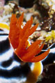 Chromodoris magnifica (Chromodoris magnifica)