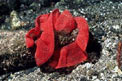 Ballerina spagnola (Hexabranchus sanguineus)