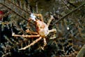 Granchio toro (Naxioides taurus)