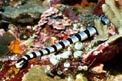 Serpente di mare (Laticauda colubrina)