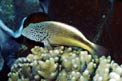 Pesce falco (Paracirrhites forsteri)