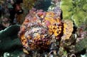 Pesce pietra (Scorpaenopsis verrucosa)