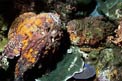 Pesce pietra (Scorpaenopsis verrucosa)