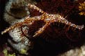 Pesce ago fantasma ornato (Solenostomus paradoxus)