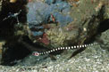 Pesce ago anellato (Doryrhamphus dactyliophorus)